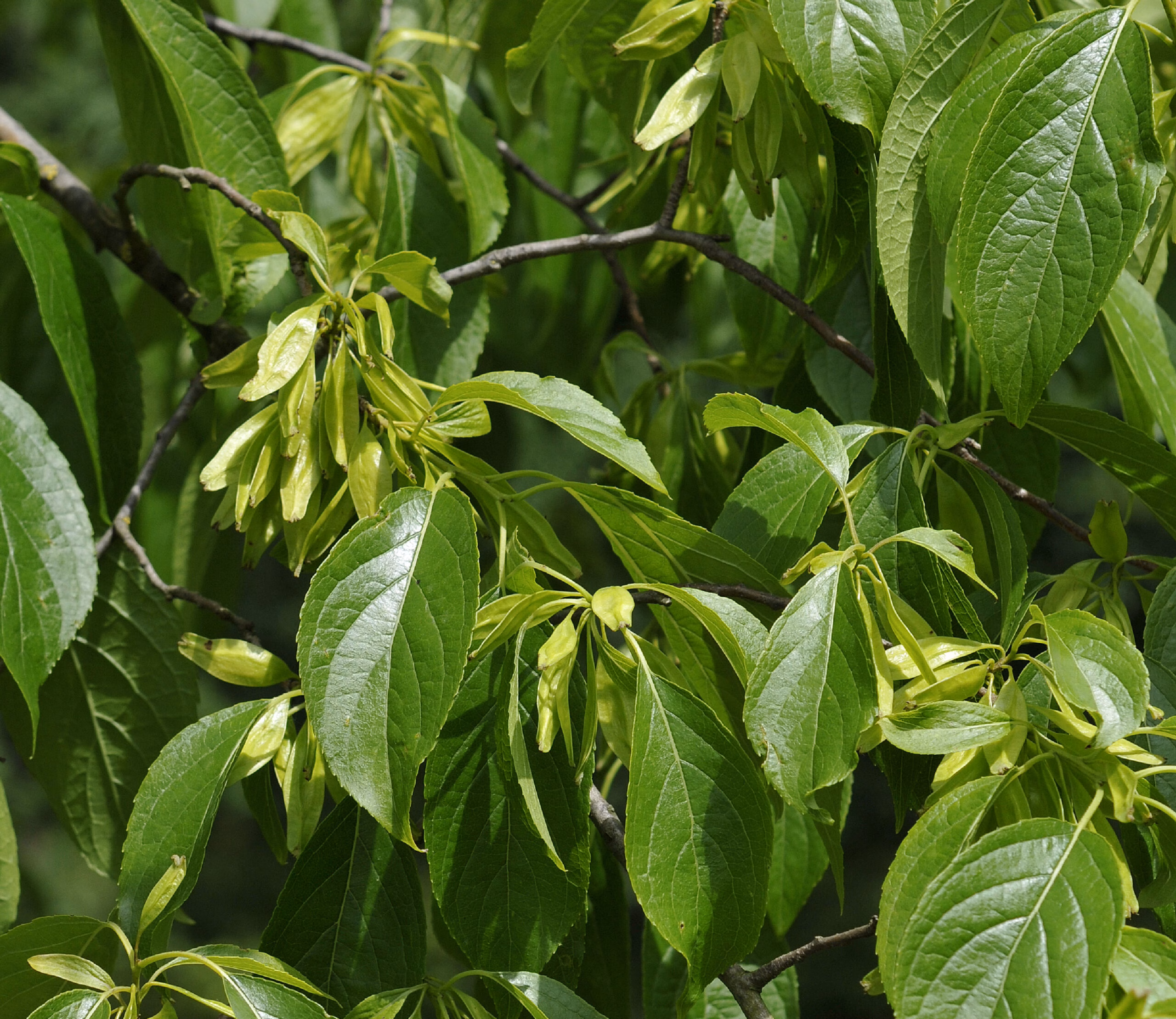 CHA 2 MHG Website CHA Plant 1 scaled 1 Miskawaan Health Group