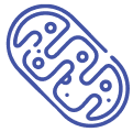 Ageing 12 mitochondria 4178819 2 Miskawaan Health Group